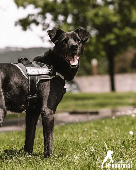 PIRATA - Cãozinho para Adoção!