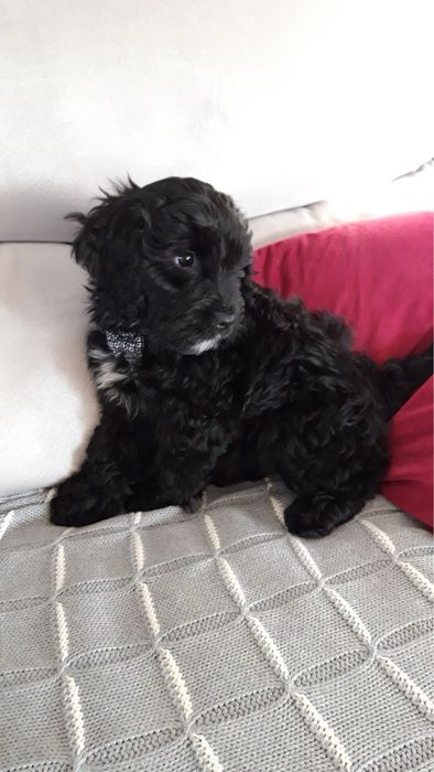 Чудові хлопчики Мальтіпу.