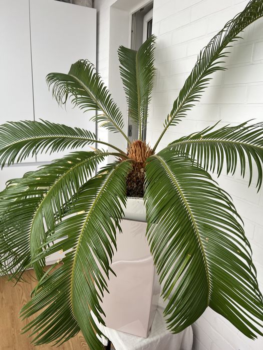 Цикас великий, 1,5м