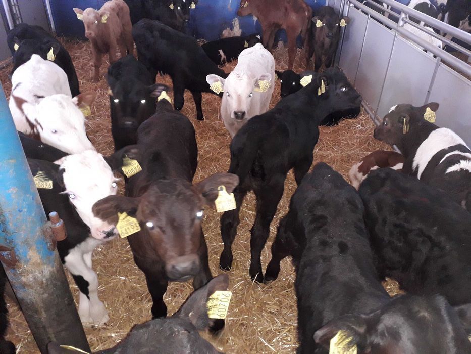 Cielęta, cielaki, byczki oraz jałówki mięsne, MM,MS,HF transport