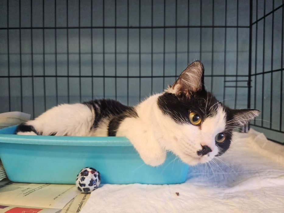 Słodki Oreo potrzebuje  swojego miejsca