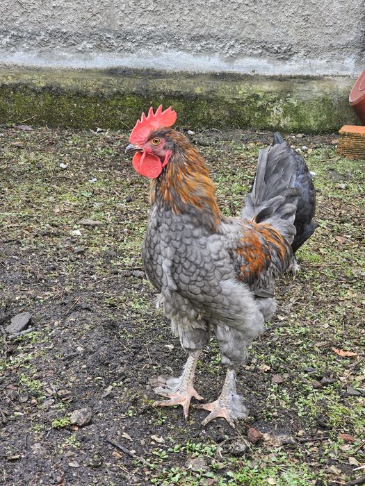 Galos de Raças Puras