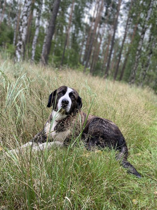 Młoda sunia szuka domu, do adopcji, oddam paa