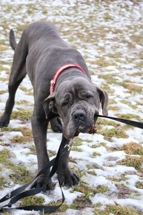 Szukamy domu dla Bazyla - Cane Corso