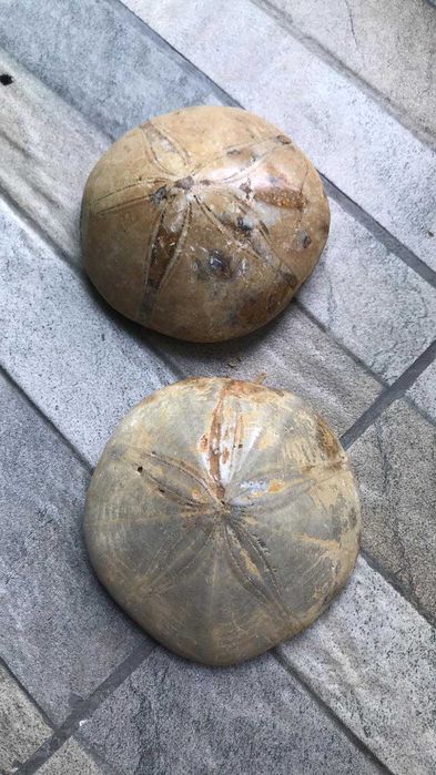 Скам"янілості ортоцерасс,амоніт,септарія,брахіопода,трилобіт