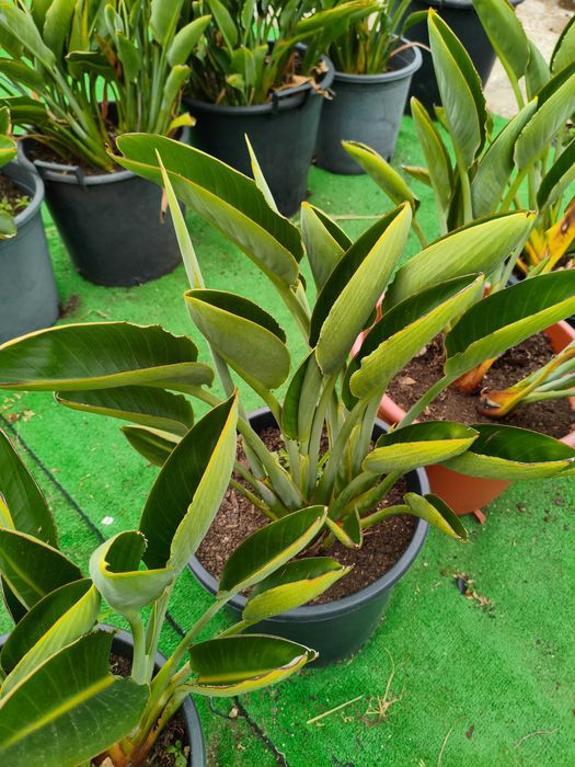 Estrelícia Reginae - planta em vaso