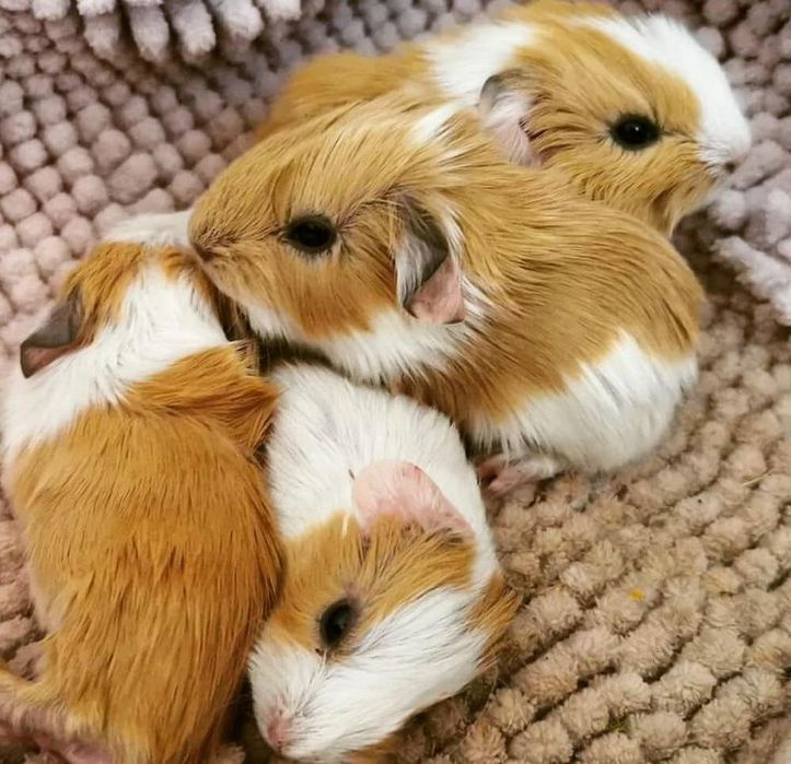 Морські свинки маленькі комочки щастя для діток