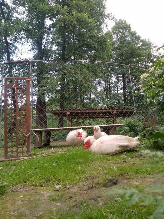 Продаю яйця індокачині