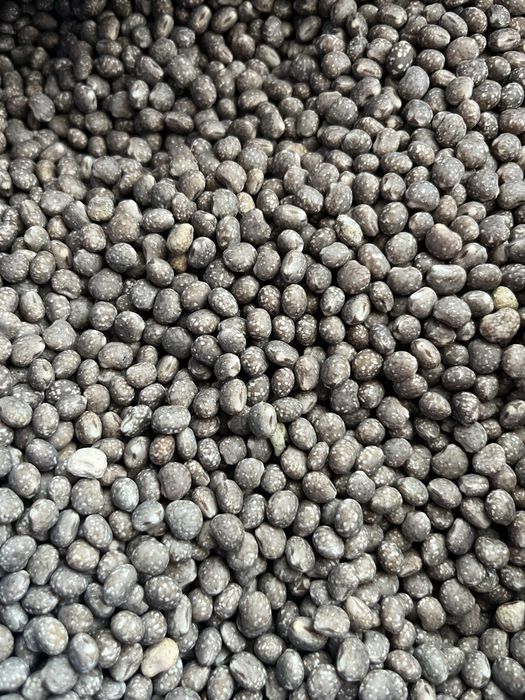 Sprzedam łubin gorzki wąskolistny niebieski