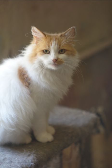 Кошка кішка кошеня молода руда біла рыжая белая