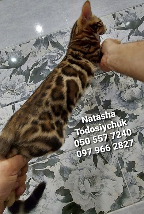 Шустрі позитивчики кошенята Бенгали