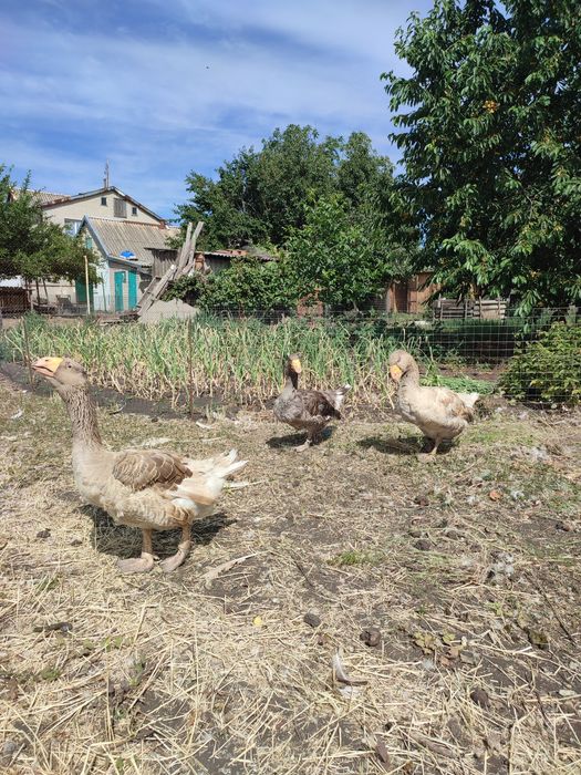 Продам гусей холмогорів та тульських горбоносих