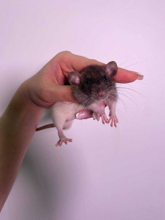 Щурики ручні, пацючки домашні породисті