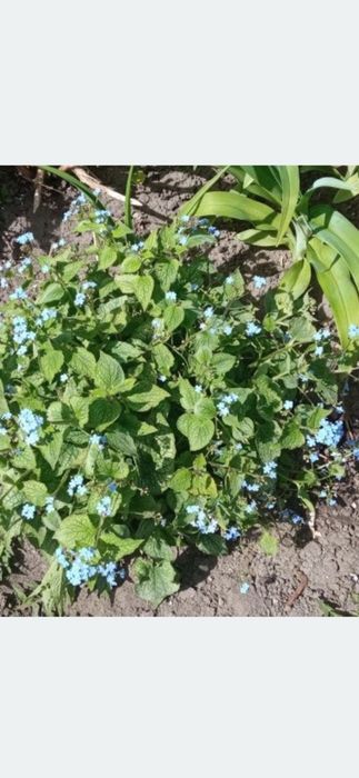 Brunnera  wielkolistna
