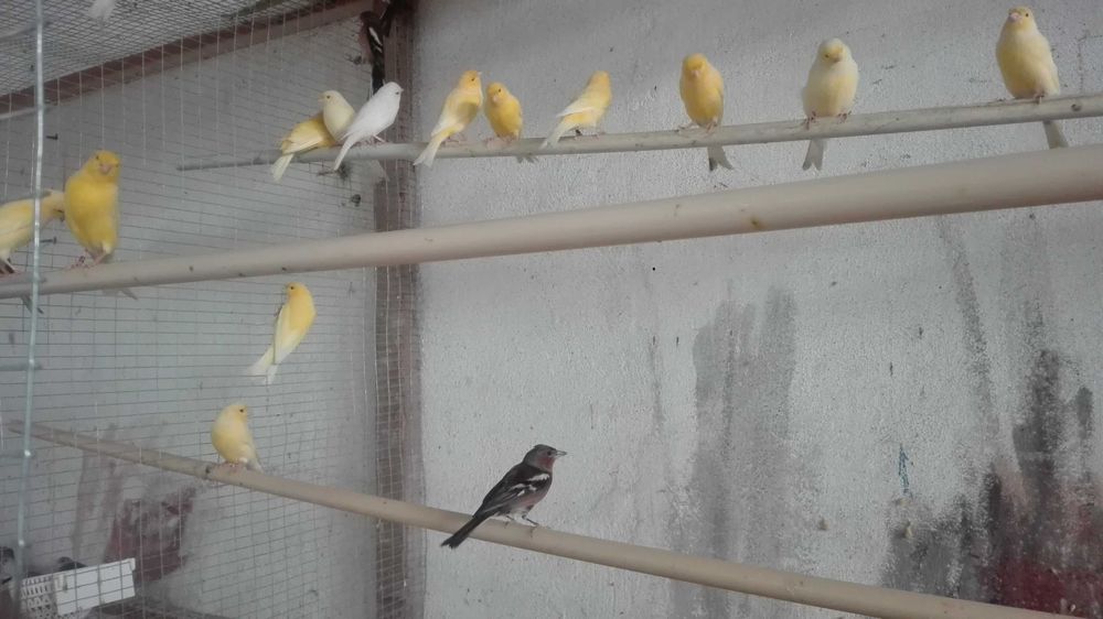 Vendo bons cananarios