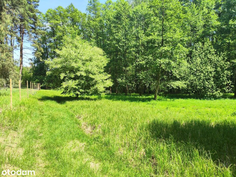 Słoneczna enklawa nad Jeziorem Lgińskim Małym – 1000 m², jezioro, las - Widok 6