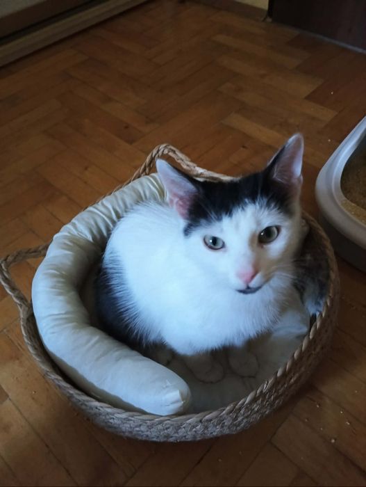 Maciuś szuka domu.