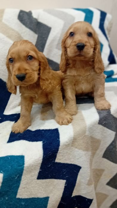 Cocker  spaniel  szczenię