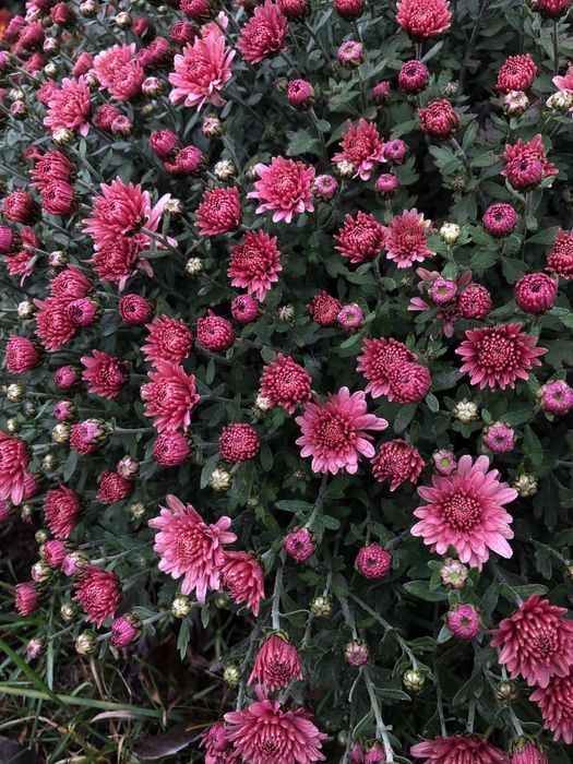 Маточні кущі хризантеми мультифлори