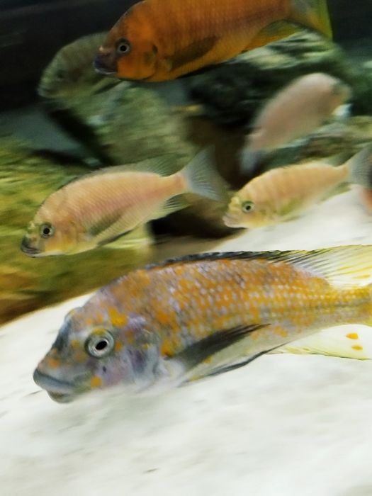 Petrochromis kasumbe kibige tanganika dzikie dorosłe