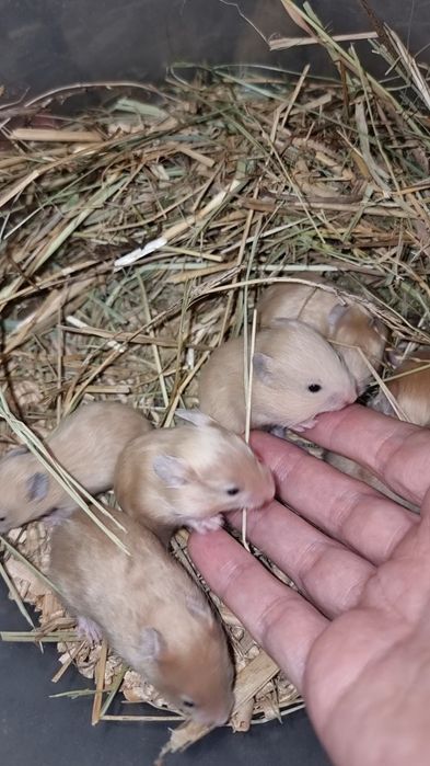 Хомяк атласный персик много окрасов доставка по городу хомяк джунгарик