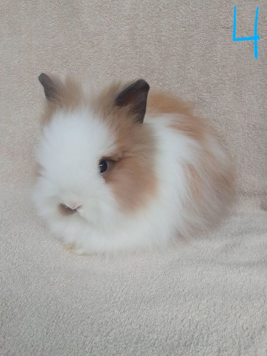 Karzełek Teddy królik samiec mały miniaturka długowłosy + wyprawka