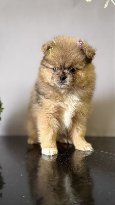 Дівчинка з блакитним оком )