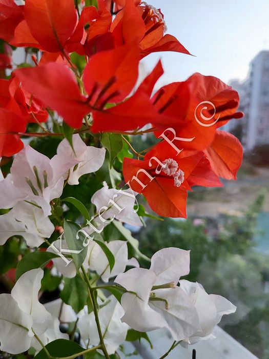 Бугенвілія Tomato Red!