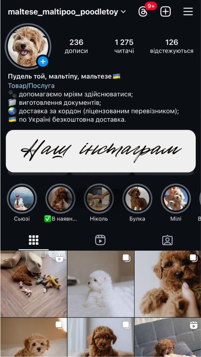 Цуценя мальтійької болонки