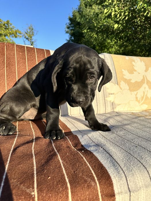 Племінний щенок Кане Корсо, чорний хлопчик 2,5міс