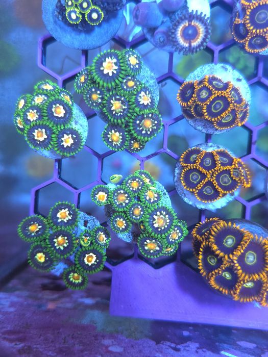 Frags de zoas, corais agua salgada