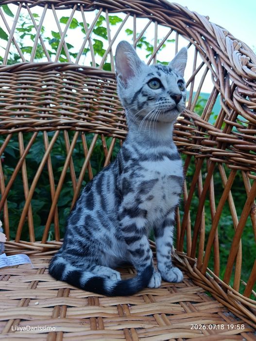 Бенгальский котик серебро