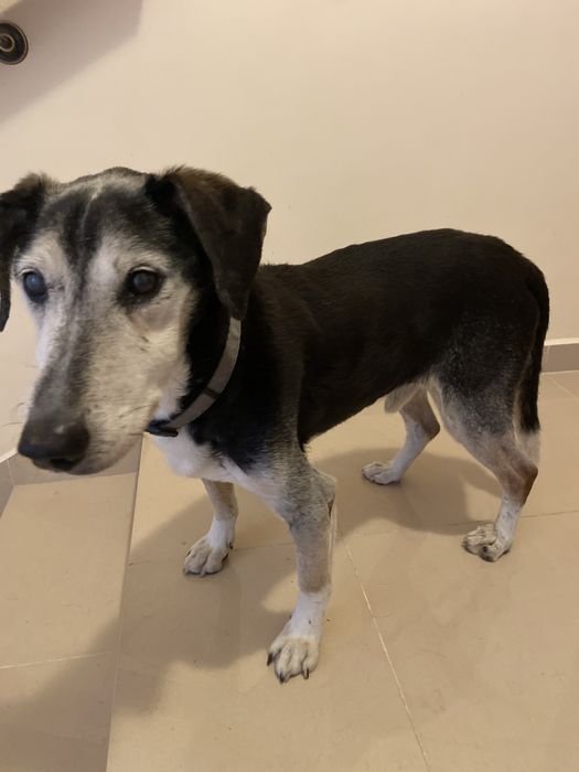 Zaginał pies - Myślenice - Nagroda