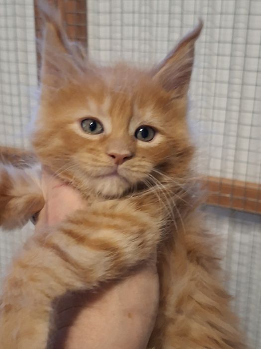Rudy chłopczyk Maine  Coon