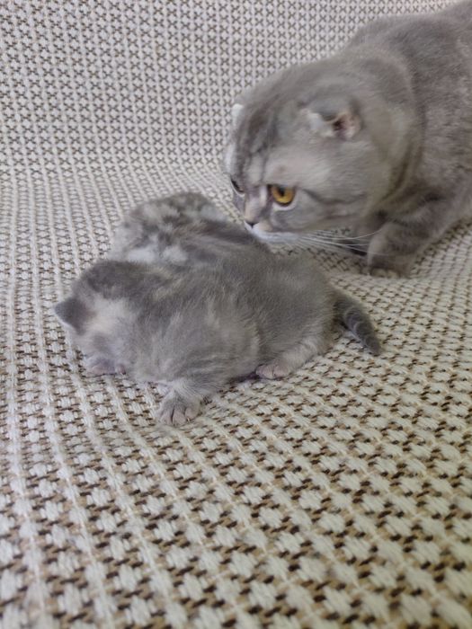 Котята шотландские