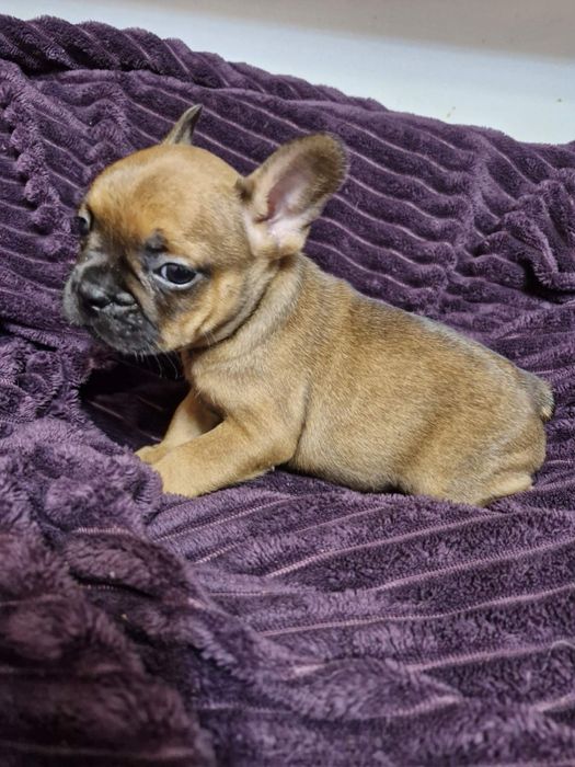 Продам щенят французького бульдога!