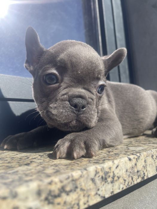 Filhote de Bulldog Francês - Blue