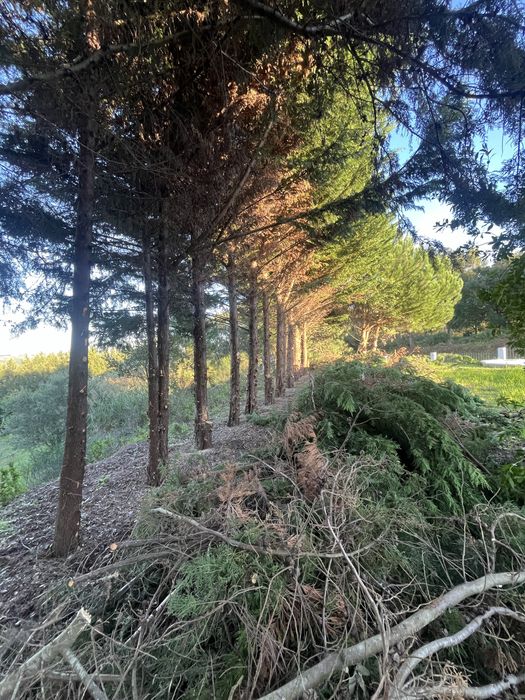 Limpeza de terrenos/ Prestação de Serviços /  jardins