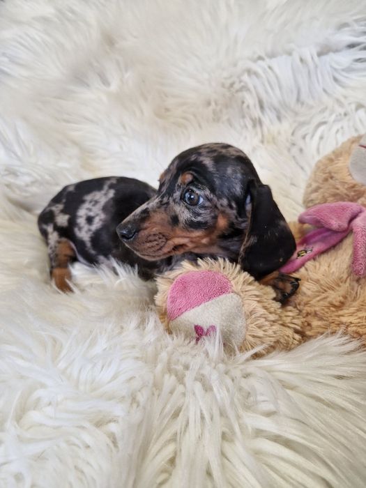 **MICHELLE**jamnik miniaturowy sunia black merle zarezerwowana ...