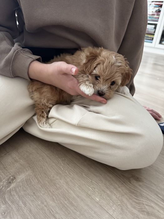 Маленька красуня  Мальтіпу