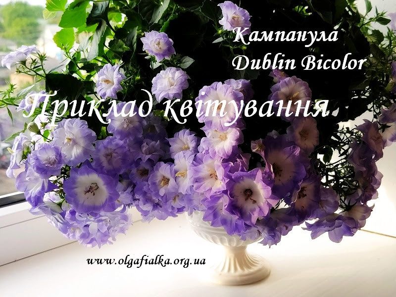Кампанула кімнатна