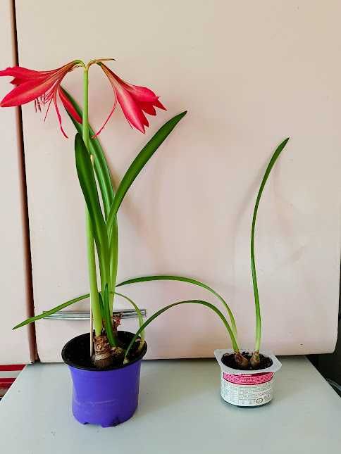 Гиппеаструм красный, алое