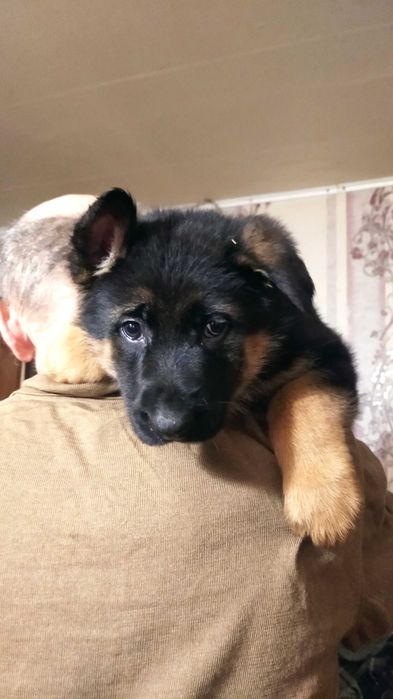 Крупные девочки и мальчики стандарт.