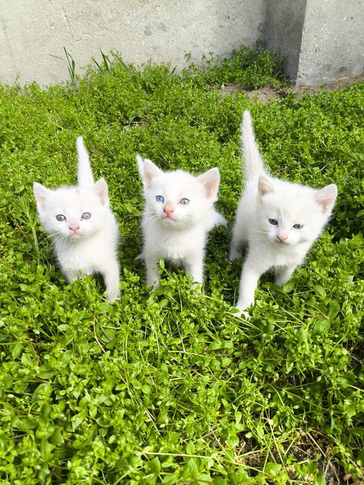 Котята бесплатно