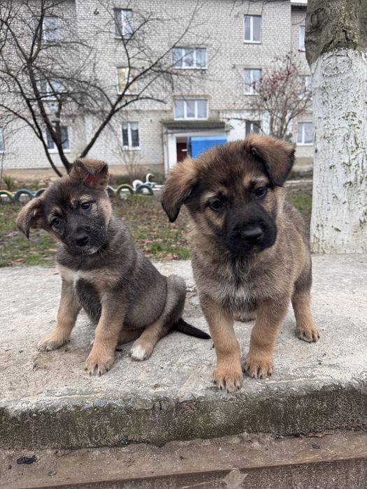 Віддам в добрі руки цуценя