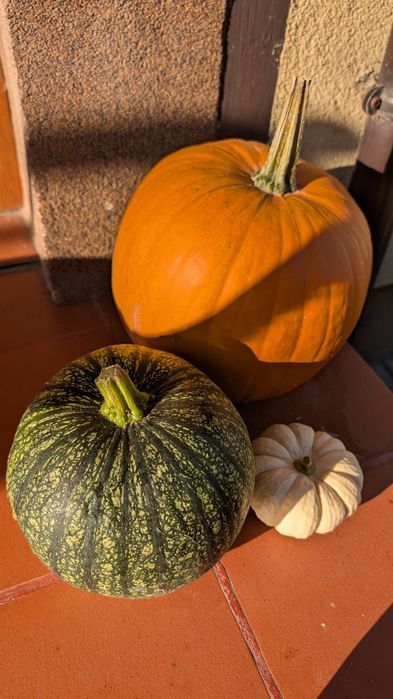 Gotowy zestaw dyni ozdobnych i halloween