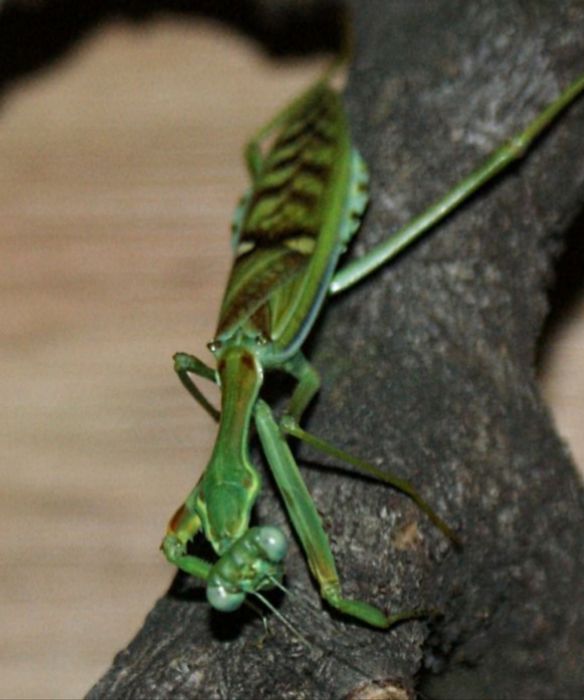 Modliszka Omomantis zebrata