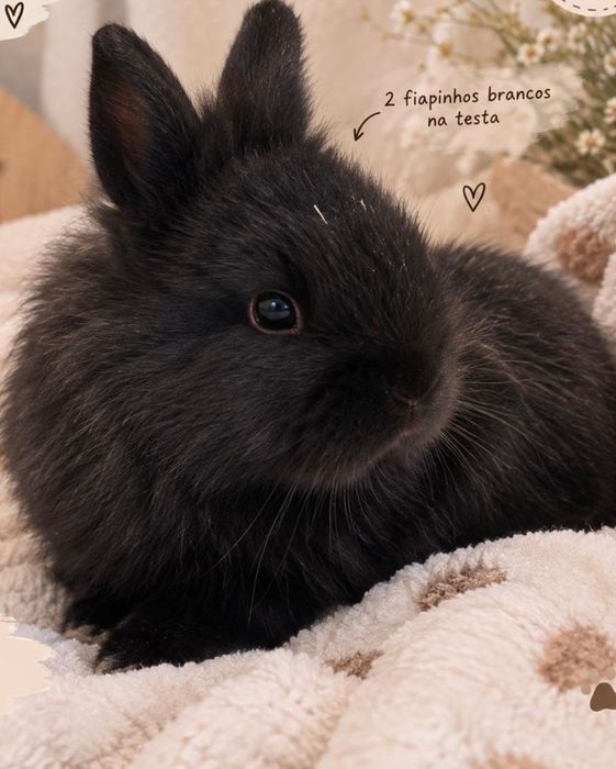 Coelhinho - Mix Mini Lop + Lionhead.