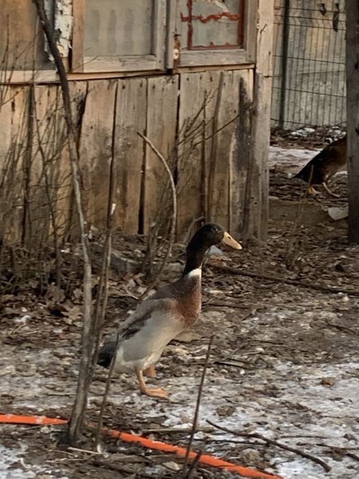 Biegusy indyjskie kaczory