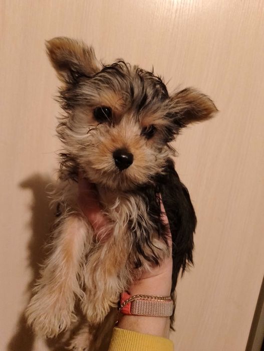 Малючки йоркширського тер'єра